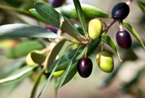 Conoscere l’olio