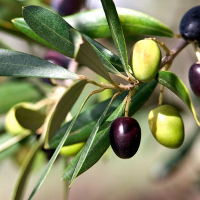Conoscere l’olio